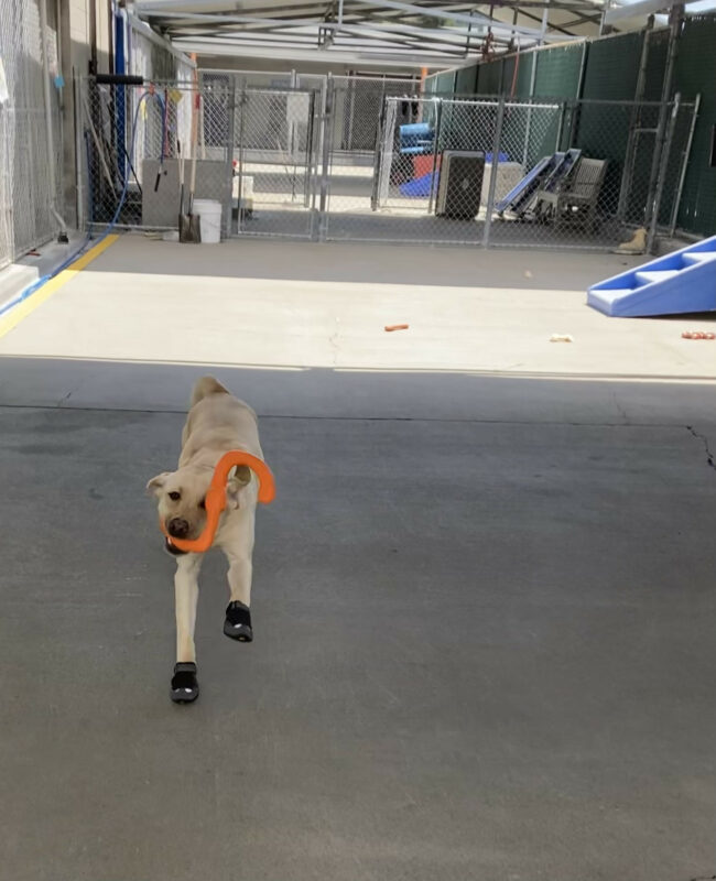 PD 2: Jen is decked out in her booties in and is mid-stride running towards the camera with an orange west paw tug toy in her mouth. She is in the community run area.