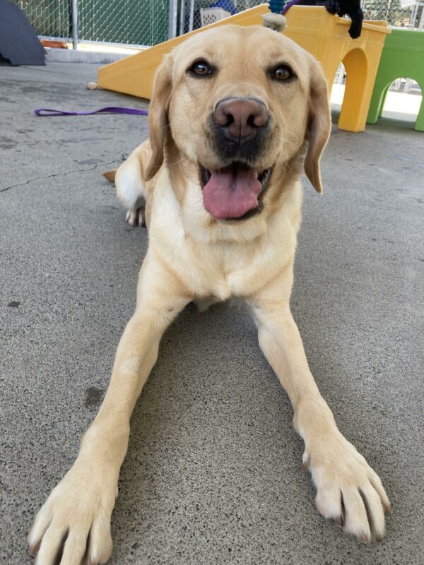 Grateful, a female Yellow Labrador Retriever, is laying down in play area. Behind her are large colorful play structures. Grateful is looking at the camera seemingly smiling after a good play session.