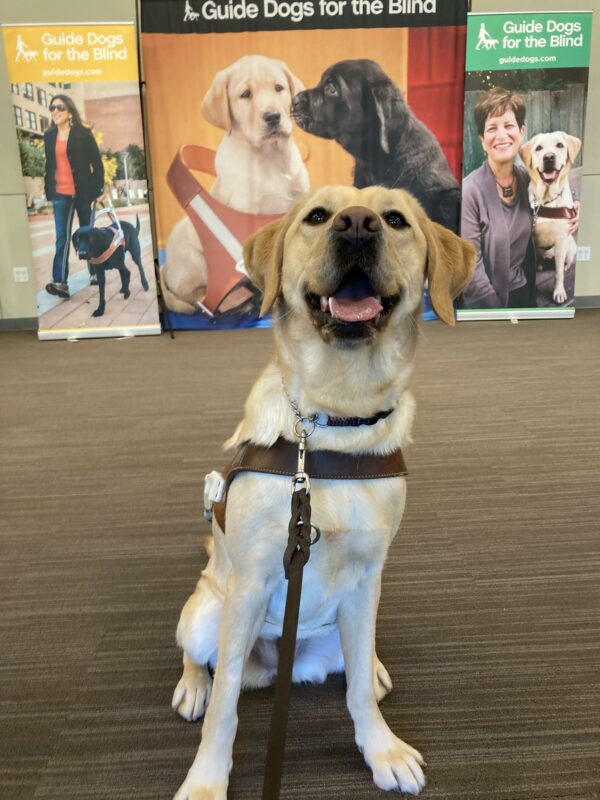 Grateful, a female Yellow Labrador Retriever, sits in harness in front of three large GDB photos featuring puppies, clients, and working guide dogs. Grateful is looking up at the camera with her mouth open and tongue slightly out.