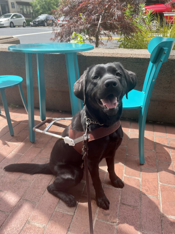 A female black Labrador Retriever sits in harness and looks at the camera with her mouth in a relaxed smile. There is a retaining wall and turquoise outdoor seating in the background.