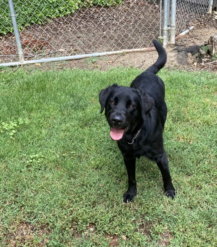 Taffy is standing in a fenced play yard. She is smiling at the camera.