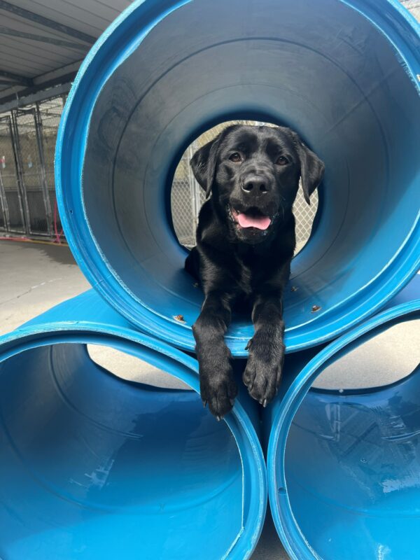 Jade is pictured lying down, smiling at the camera, inside a barrel which is part of a play structure in our community run area.