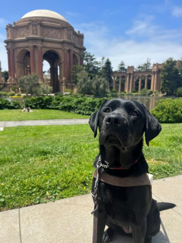 Jade is sitting in harness in front of the Palace of Fine Arts, located in San Francisco. She is looking at the camera and there is green grass as well as a small pond behind her.