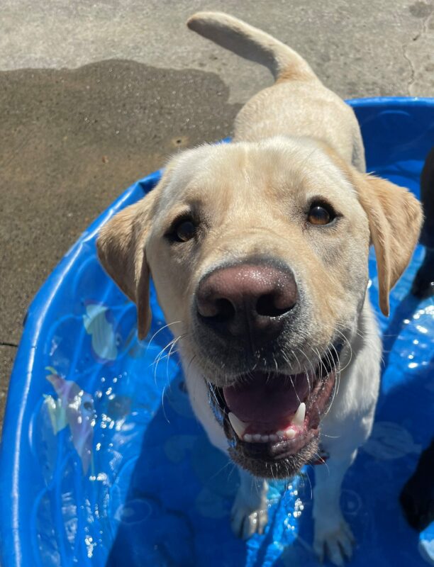 Yellow Labrador Retriever, Jeeves, looks up tot the camera with his mouth open. He is standing in a blue kiddie pool with water in it. His tail is mid wag.