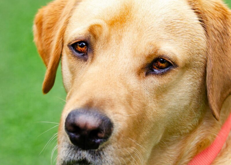 Close up of Yellow Lab Anderson's face. He is wearing a salmon colored collar.