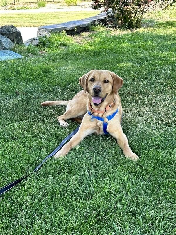 Yellow Lab Finola laying in green grass. She is wearing a blue harness and orange collar. She has her mouth open and looks very happy.