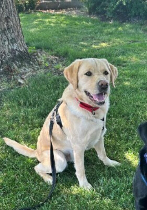Yellow Lab Jedi sitting in green grass. He is wearing a black harness with a long line attached, and a red collar. His mouth is slightly open as though he is happy.