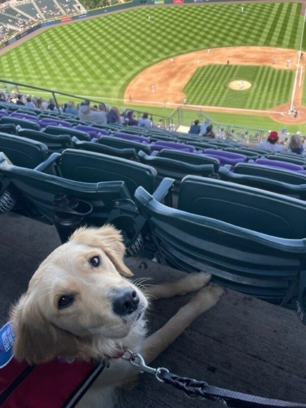Golden retriever cross Katana sitting in a seat at a baseball game. She's looking at the camera and the field is behind her.