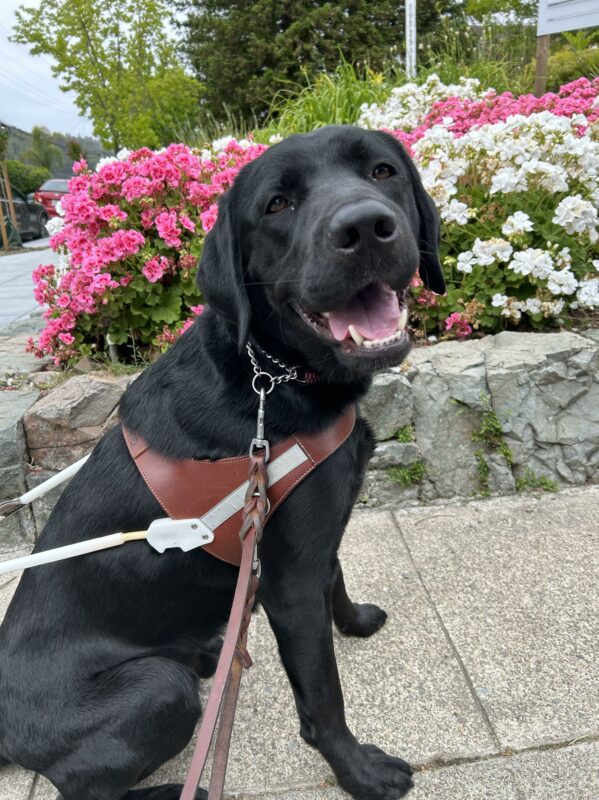 Junior is smiling at the camera in his harness with pink and red flowers behind him.