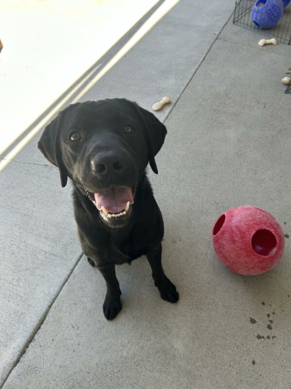 Junior is smiling up at the camera in community run with his favorite blue jolly ball sitting next to him.