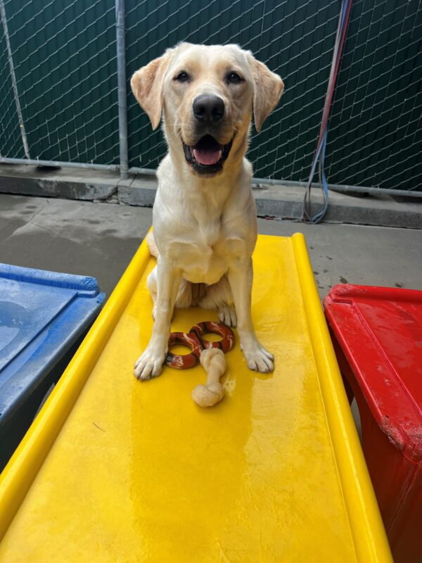 Mahi sits on a yellow play structure in community run. Her mouth is slightly open giving the appearance of a smile while she looks directly into the camera. She has a nylabone and a red tug toy between her front feet.