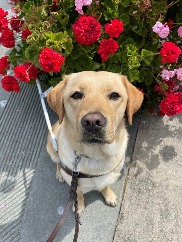 Natasha is sitting in harness on the sidewalk with red and pink geraniums behind her. She gazes up at the camera.
