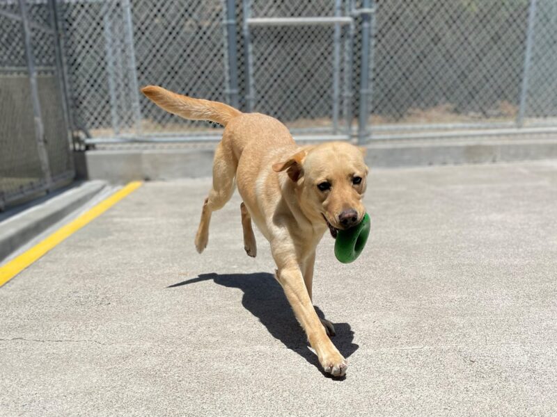 Natasha is pictured running with a green goughnut toy in the shape of a donut in her mouth. She is mid-stride, and her back legs are coming slightly off the ground.