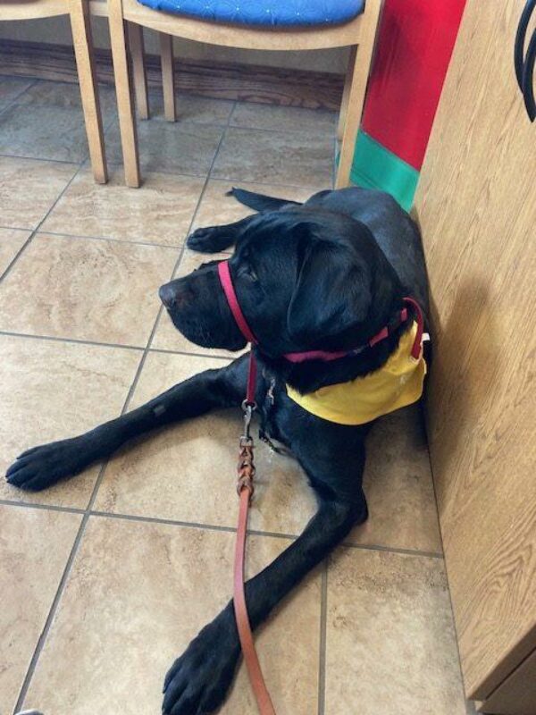 A male black lab is shown laying on a beige tile floor at a local dog-friendly business. He is wearing a red gentle leader and a yellow scarf that identifies him as a GDB dog.