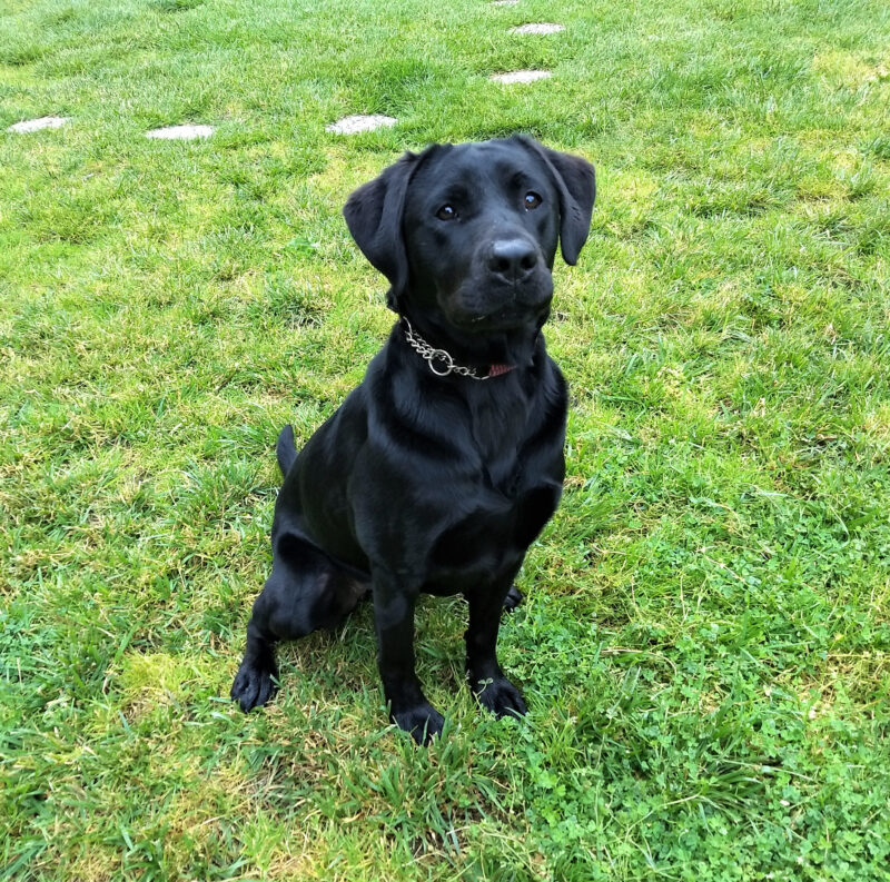Black Lab Noella is sitting in a grassy field staring up at the camera.