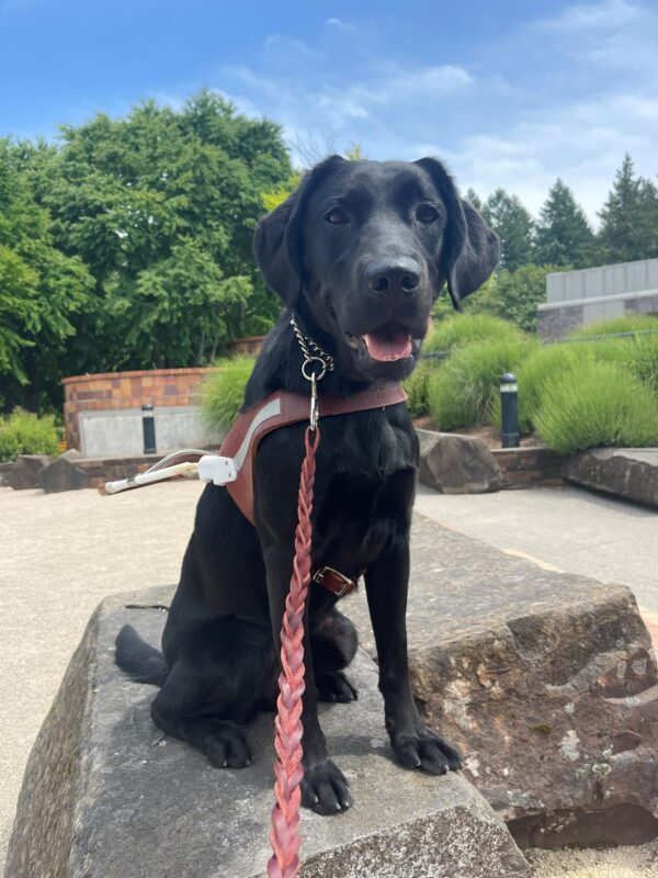 Panda is sitting in her guide dog harness on a big rock. There is some sand landscape behind her as well as a pretty blue sky and green trees. She is smiling and looking at the camera.