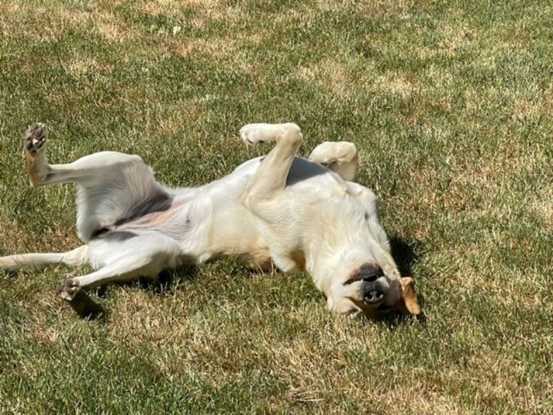 Penelope laying on her back in the grassy play yard, enjoying the sun.