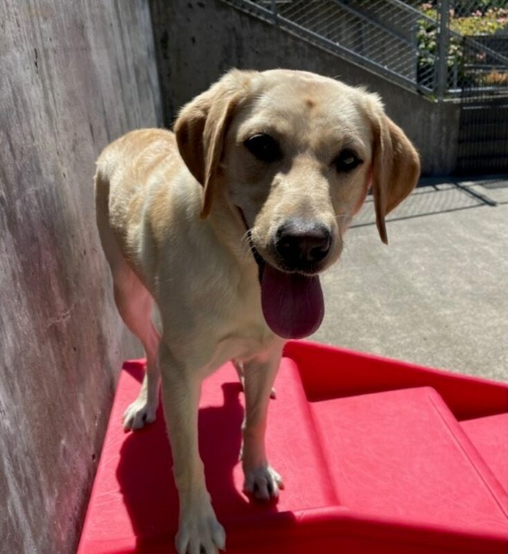 Penelope stands on a red play structure in community run, she is looking at the camera with her mouth open and tongue out