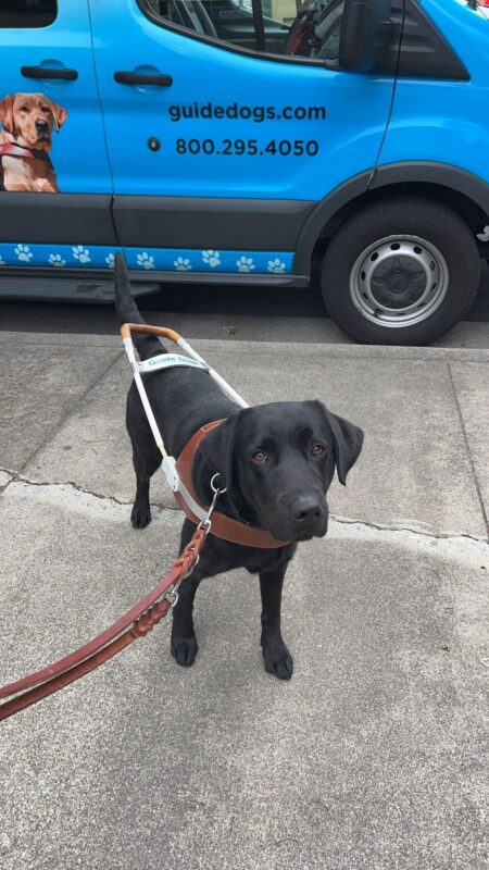 Poppy, a black lab female, stands in front of a GDB training van wearing her guide dog harness.