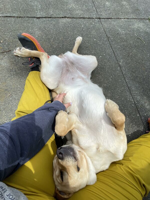 A female yellow lab is laying upside down with her belly showing, enjoying some post training snuggles and belly scratches from her handler. She is laying in her handlers lap, on a paved sidewalk, with her handlers yellow pants visible.