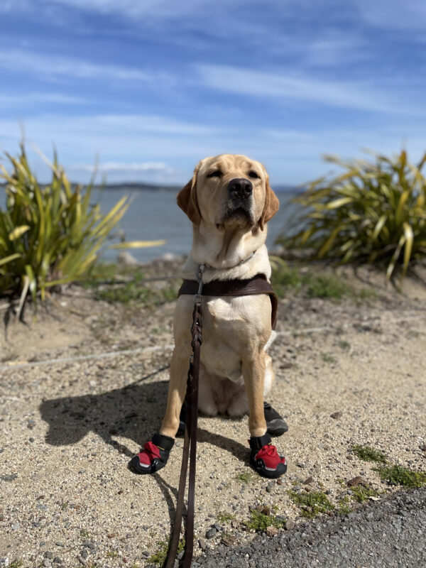 A female yellow lab is sitting on a dirt surface with water and green foliage visible in the background. She is wearing her leather GDB harness, booties on all four feet and has a serious expression on her face.
