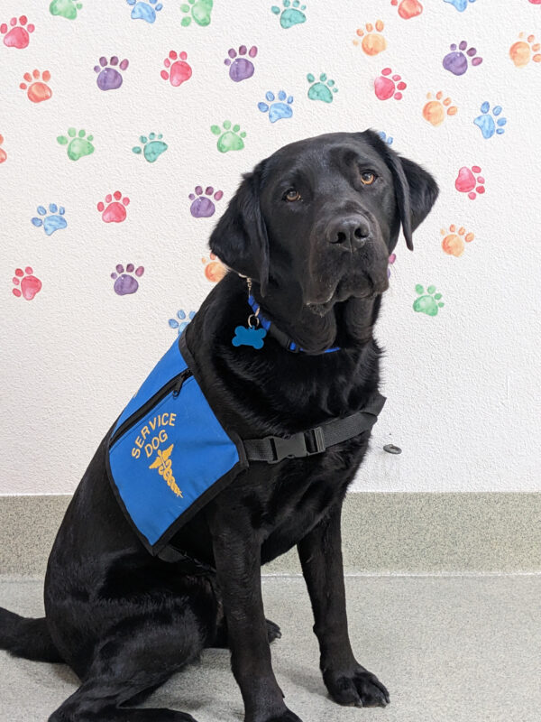 Wearing his blue service dog jacket, black lab Rocky is sitting in front of a white wall with pawprints on it.