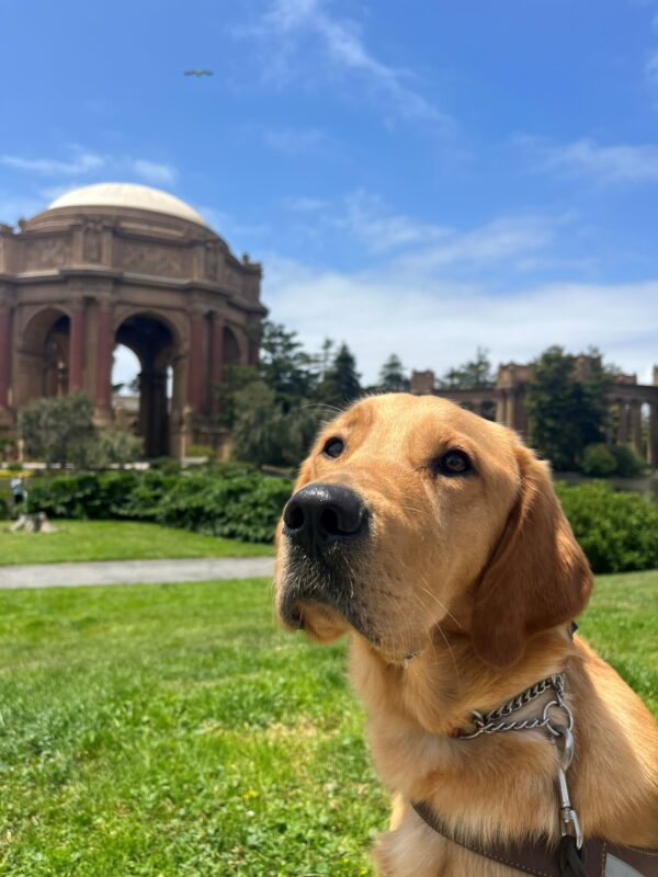 Warner sits in harness, staring at the camera. In the backdrop there is the Palace of Fine Arts which is located in San Francisco, CA. There is bright green grass, a small pond and a bright blue sky with a bird flying in the beyond.