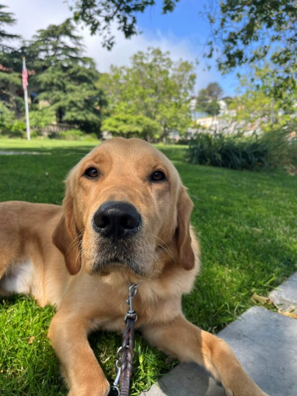 Warner is pictured laying down relaxing after a training route. He is surrounded by bright green grass and trees all around him as he stares up at the camera/his handler.