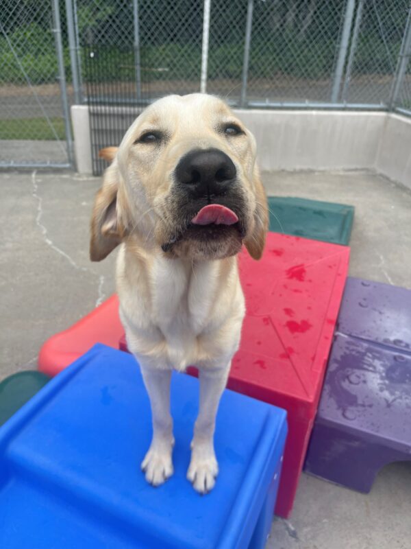 Wilcox stands on a blue and red play structure in community run. He is squinting his eyes and has his tongue out at the camera. You can see a bit of his tail wagging in the background.