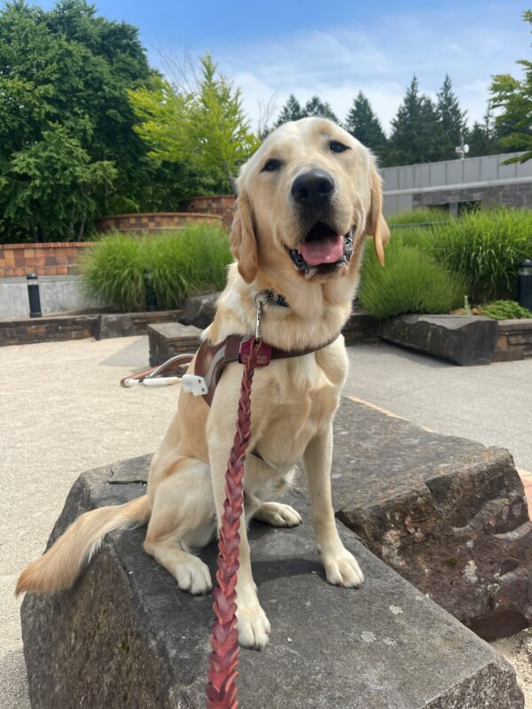 Wilcox sits on a big rock in his guide dog harness. There is a sandy landscape behind him along with a pretty blue sky and green trees. He has a cute smile and is looking at the camera.
