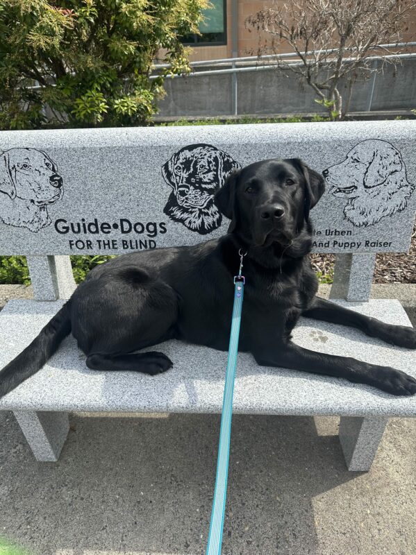 Busby is laying down on a GDB bench in front of campus.