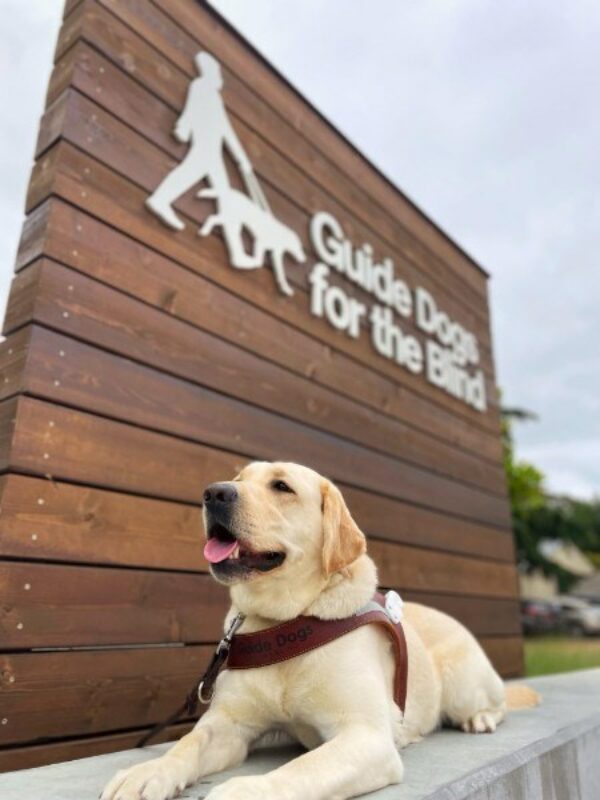 Eleanor is lying down on a cement bench wearing a Guide Dog Harness.  Behind her is a wooden sign with the GDB logo in silver lettering on the San Rafael, California campus.