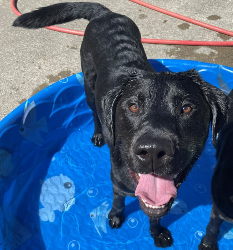 Black Labrador Retriever, Ergo, stands in a blue kiddie pool with water in it. He is looking up at the camera smiling.