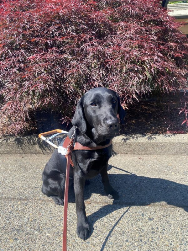A black lab sits in front of a red Japanese Maple tree wearing a guide dog harness.
