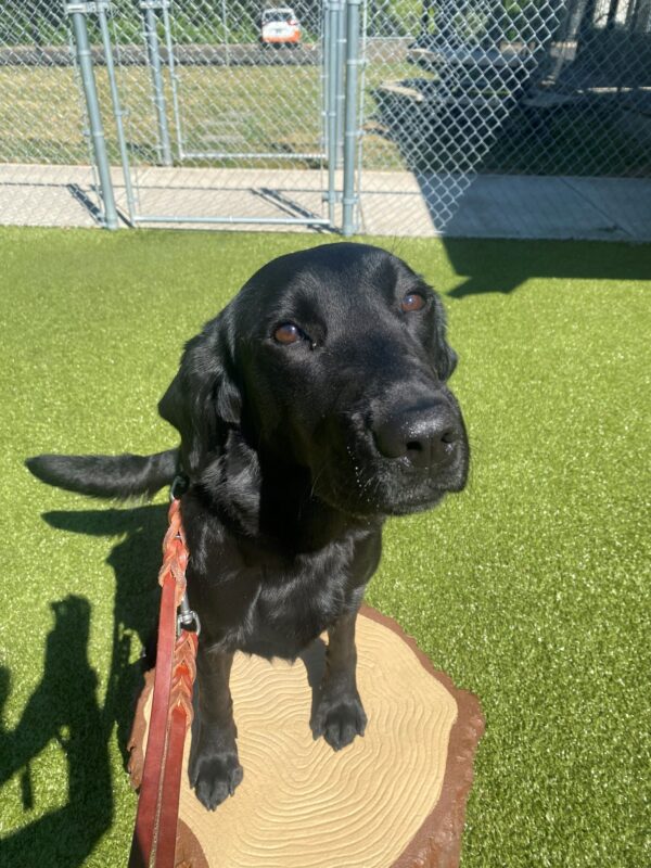 A black lab looks into the camera with both front feet on top of a plastic-play tree stump.  She is in a turf field with fencing behind her.