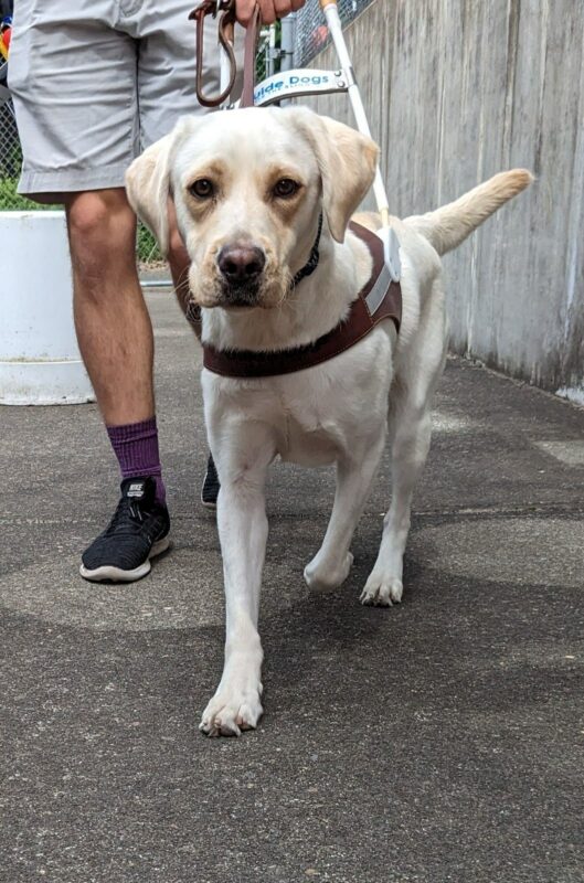Female yellow lab, Parakeet, works in her GDB harness on a gray sidewalk. She looks at the camera with a focused expression and her tail wags behind her.