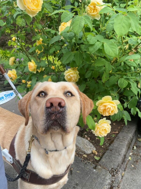 Female yellow lab, Paz, works in her GDB harness and stands at the edge of a sidewalk curb. Behind her is a green bush with large, yellow roses.