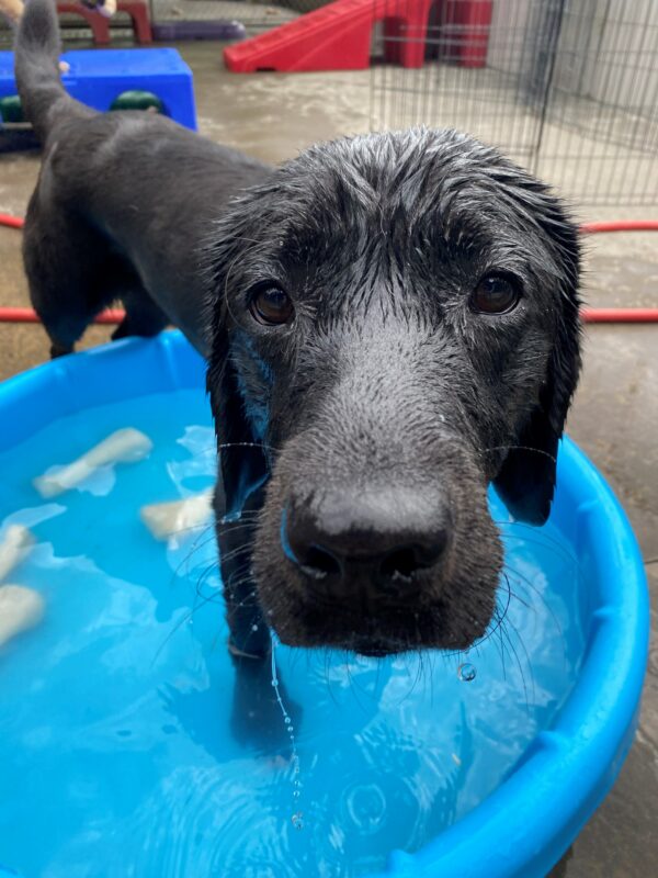 Male black lab, Rafa, stands with his front feet in a blue childrens pool. He looks up at the camera with a satisfied look and a soggy face.