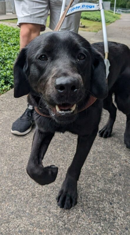 Male black lab, Rafa, works in his GDB harness on a forested road. He looks towards the camera with a passionate smile and lifts his front right leg in a trot.