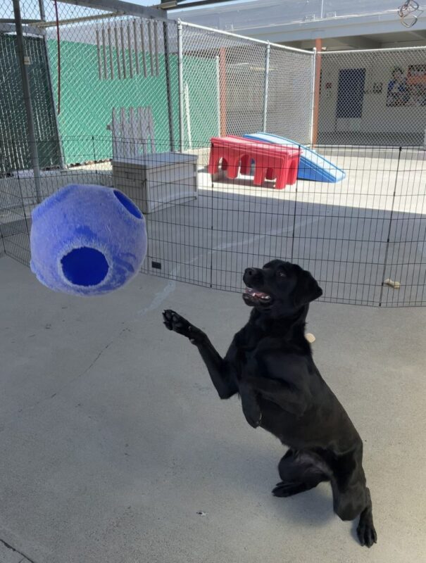 A female black Labrador Retriever enjoys some play time in community run. Her front paws are off the ground as she leaps up towards a blue jolly ball that was thrown in the air.