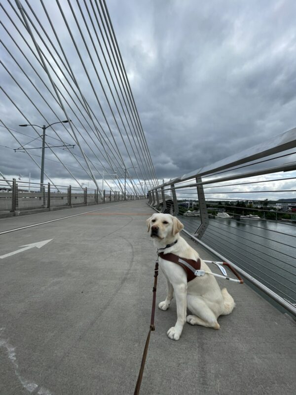Babs is sitting in harness on a large bridge in Portland. There is a cloudy sky and dark river water behind her.