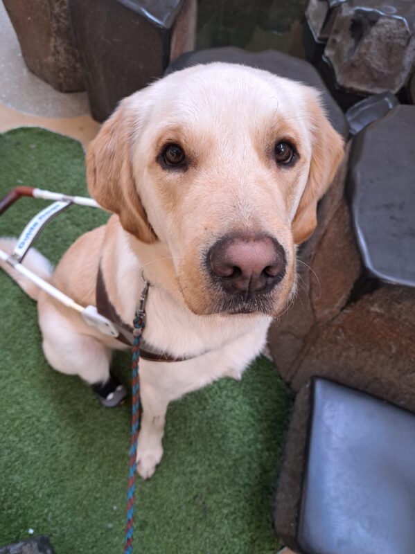 Yellow cross (Sage) sits in harness in front of turf grass and plastic rocks.