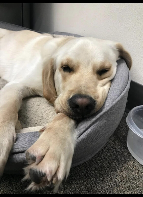 Yellow cross (Sage) lays down on a gray bed, snuggled in.