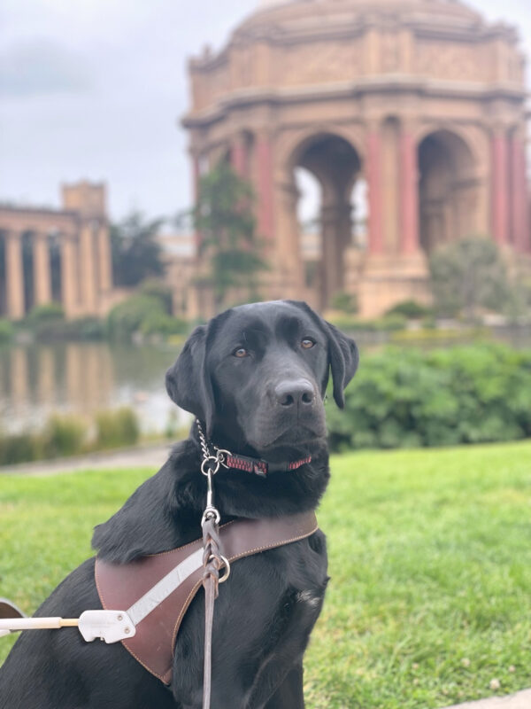 Verona, a female black lab, sits in front of the Palace of Fine Art in San Francisco. She is looking directly at the camera while wearing a leather GDB harness.
