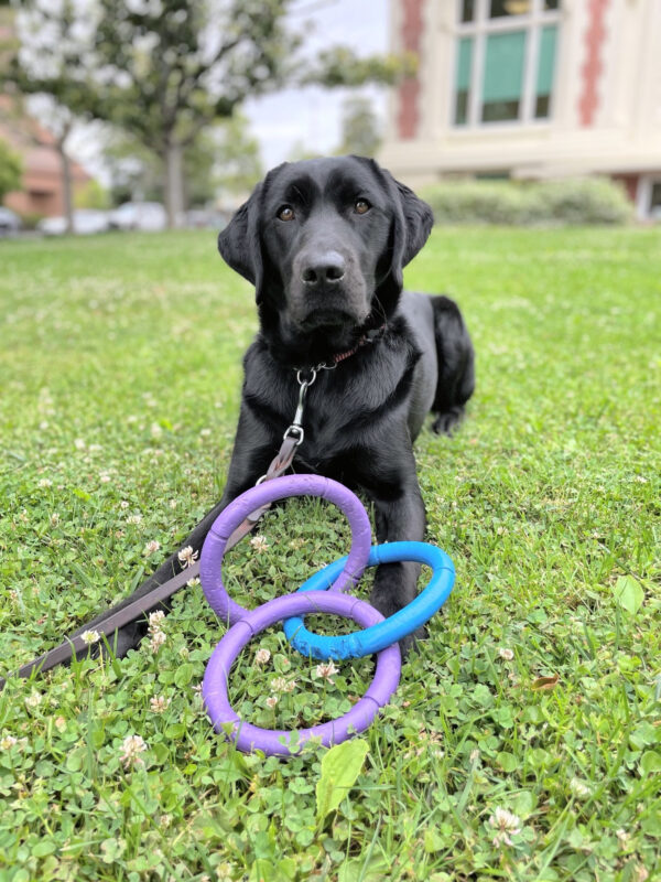Verona, a female black lab, lies on green grass looking at the camera. There is a 3-ring tug toy between her paws.