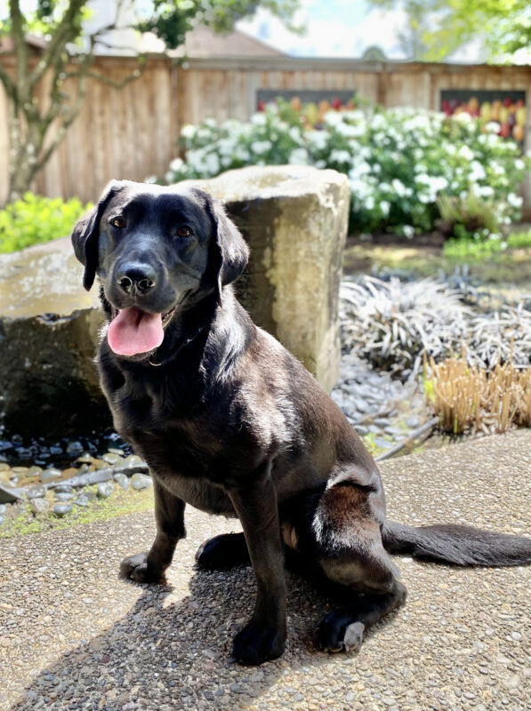 Shelby is looking at the camera, tongue hanging out with a landscaped backyard behind her. The sun is hitting her back.