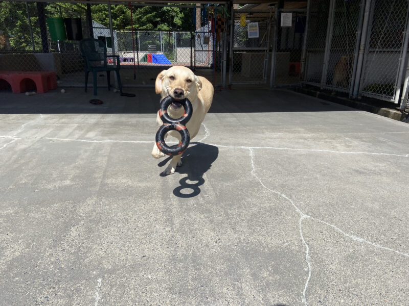 Bombay is running toward the camera in community run with a figure 8 toy in her mouth