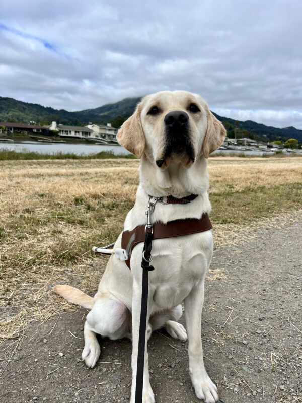 Gruyere is sitting in harness near a dirt trail. Behind him is a canal full of blue water and green trees.