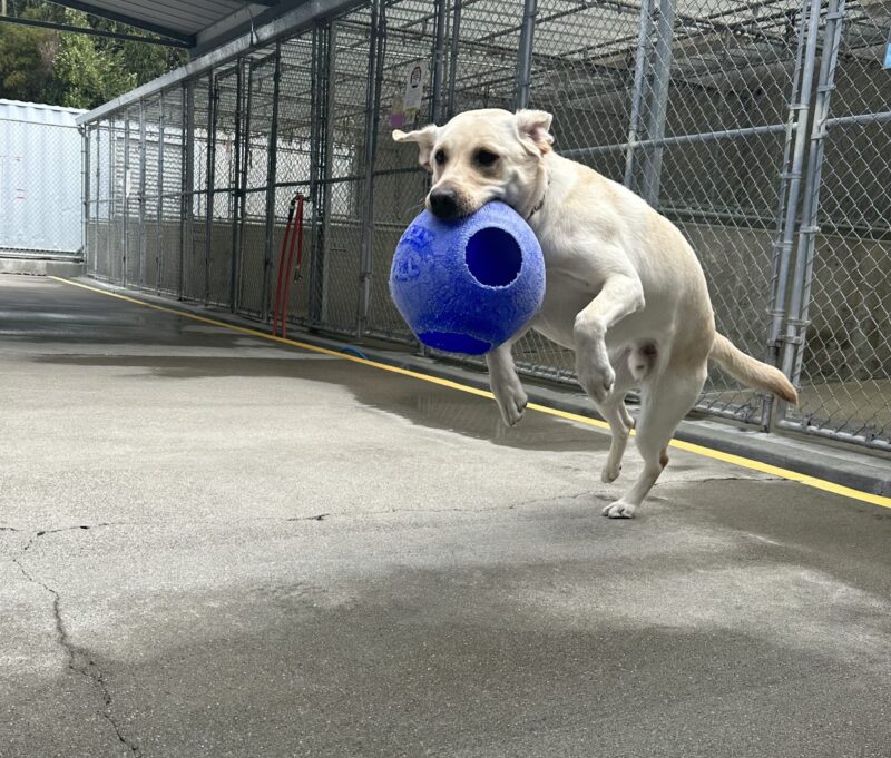 Gruyère is playing in community run. He is mid jump in the air while holding onto a blue jolly ball.