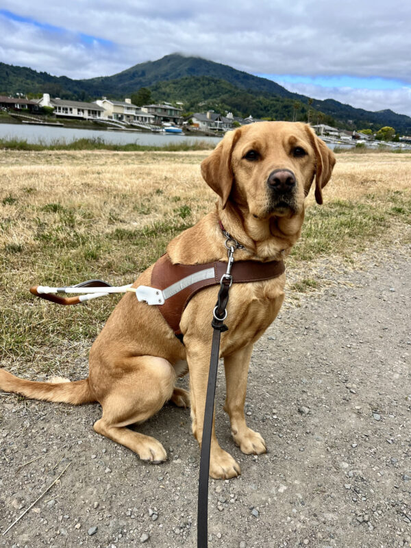 Couscous is sitting in harness near a dirt trail. Behind her is a canal full of blue water and green trees.